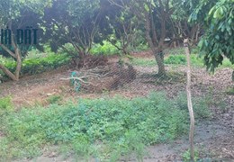 ĐẤT ĐẸP - GIÁ TỐT - Cần Bán Lô Đất Vị Trí Đắc Địa Tại xã Hòa Ninh, huyện Long Hồ, Vĩnh Long