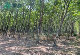 CẦN BÁN ĐẤT TẠI PHƯỚC HÒA-BÌNH DƯƠNG