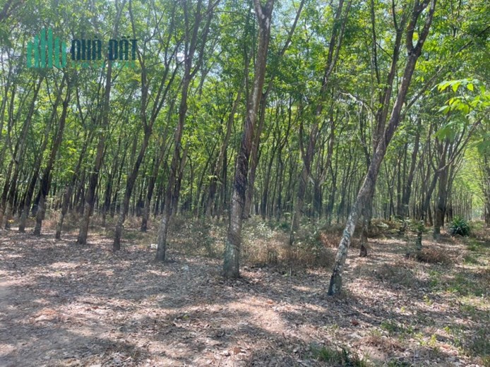 CẦN BÁN ĐẤT TẠI PHƯỚC HÒA-BÌNH DƯƠNG