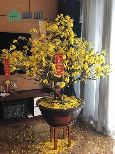 Mình là chính chủ có căn hộ cho thuê THE EVERICH, đường 3/2, Phường 15, Quận 11