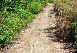 Chính Chủ Bán 1,8ha Đất Trồng Mít Sổ Hồng Riêng Chỉ 600tr Tại Cẩm Mỹ