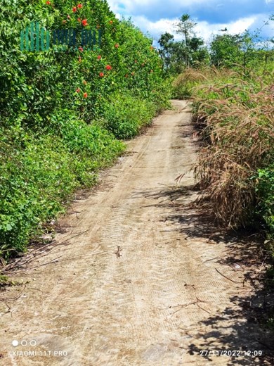 Chính Chủ Bán 1,8ha Đất Trồng Mít Sổ Hồng Riêng Chỉ 600tr Tại Cẩm Mỹ