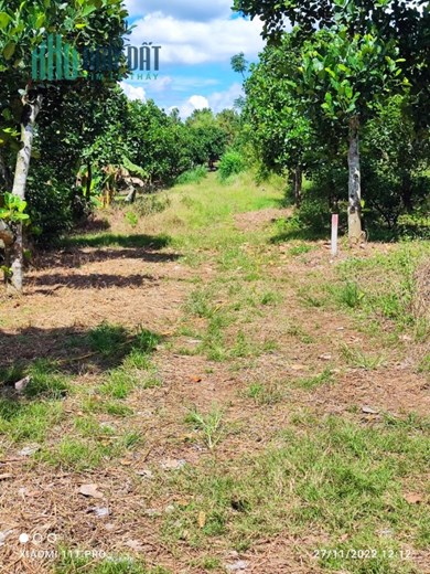 Chính Chủ Bán 1,8ha Đất Trồng Mít Sổ Hồng Riêng Chỉ 600tr Tại Cẩm Mỹ