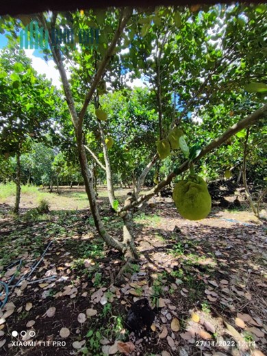 Chính Chủ Bán 1,8ha Đất Trồng Mít Sổ Hồng Riêng Chỉ 600tr Tại Cẩm Mỹ