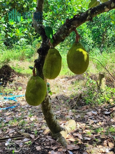 Chính Chủ Bán 1,8ha Đất Trồng Mít Sổ Hồng Riêng Chỉ 600tr Tại Cẩm Mỹ