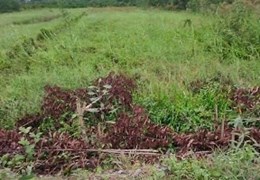 ****** Lô Đất siêu đẹp tại  Nhất Thủ Thừa là đây ấp 3 xã Tân Thành huyện Thủ Thừa
