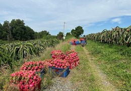 Chính chủ cần bán lô đất tại thôn Phú Sơn , xã Hàm Mỹ , huyện Hàm Thuận Nam , tỉnh Bình Thuận
