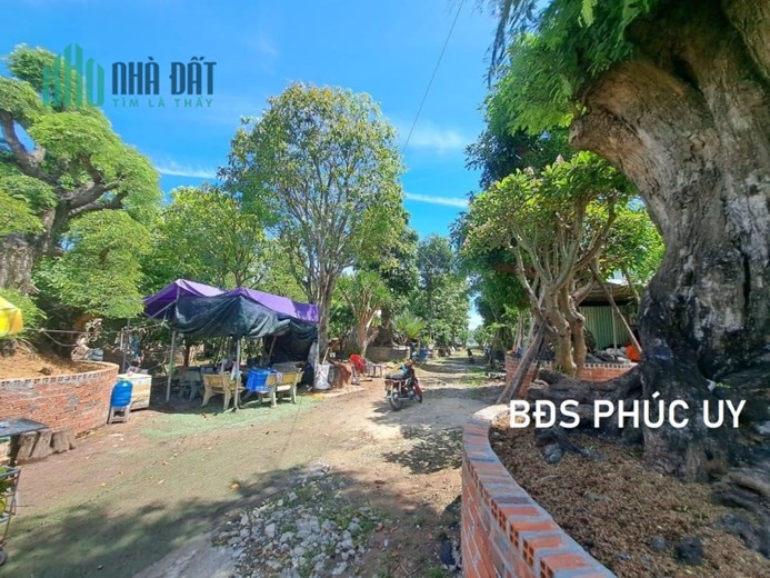 ĐẤT MT BÙI CÔNG TRỪNG - NGANG 44M - SÁT BÊN TRƯỜNG HỌC - GIÁ HƠN 10TR/M2.