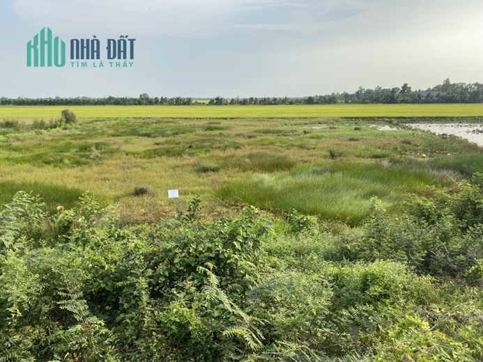 CẦN BÁN LÔ ĐẤT 50M MẶT TIỀN TẠI QUỐC LỘ N2 THUỘC XÃ TÂN BÌNH - TÂN THẠNH - LONG AN