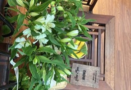 Bán Gấp Nhà 2 TẦNG Đẹp, dòng tiền, Mặt tiền Trung Tâm Sơn Trà, Mặt Tiền Đường An Trung 16,Chỉ 3ty99