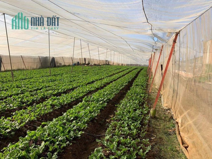 SỞ HỮU NGAY Lô Đất 2 Mặt Tiền Tại Xã Hiệp Thạnh – huyện Đức Trọng – tỉnh Lâm Đồng.