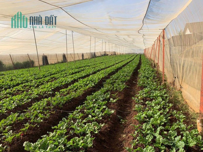 SỞ HỮU NGAY Lô Đất 2 Mặt Tiền Tại Xã Hiệp Thạnh – huyện Đức Trọng – tỉnh Lâm Đồng.