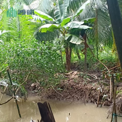 CHÍNH CHỦ Cần Bán Nhanh Lô Đất Vườn Tại Thị Trấn Giồng Trôm - Bến Tre