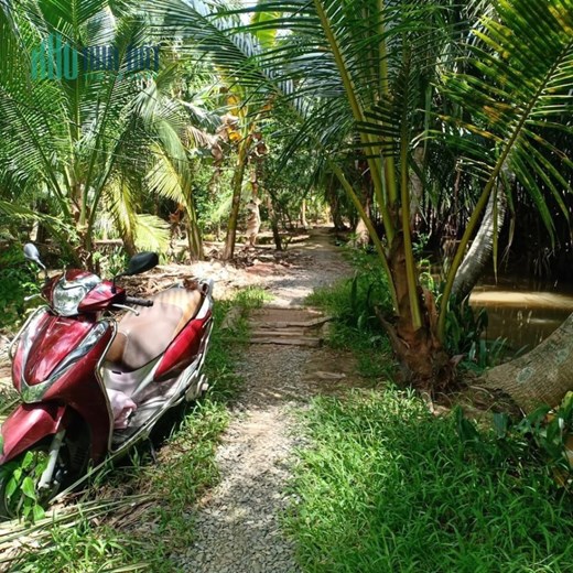 CHÍNH CHỦ Cần Bán Nhanh Lô Đất Vườn Tại Thị Trấn Giồng Trôm - Bến Tre