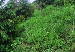 ĐẤT ĐẸP - GIÁ TỐT -  BÁN LÔ ĐẤT Vị Trí Đắc Địa Tại huyện Ehleo - Đắk Lắk