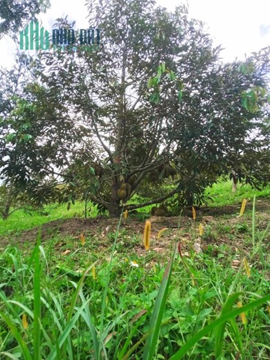 ĐẤT ĐẸP - GIÁ TỐT -  BÁN LÔ ĐẤT Vị Trí Đắc Địa Tại huyện Ehleo - Đắk Lắk