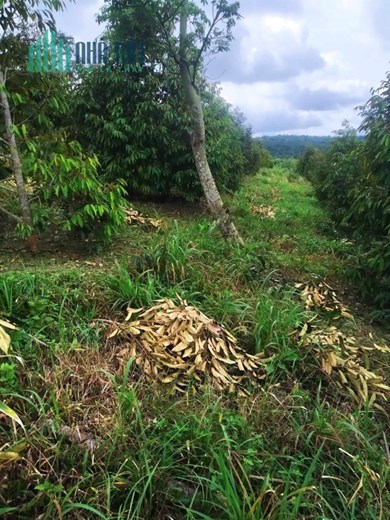 ĐẤT ĐẸP - GIÁ TỐT -  BÁN LÔ ĐẤT Vị Trí Đắc Địa Tại huyện Ehleo - Đắk Lắk