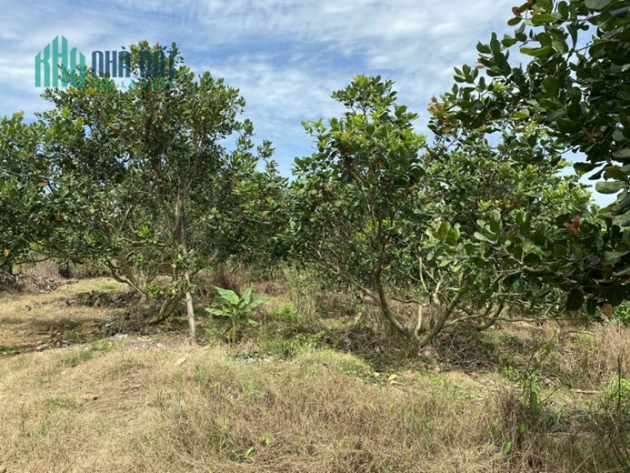 Cần bán nhanh lô rẫy điều đất đỏ 1.5ha điện nước sổ hồng đầy đủ.