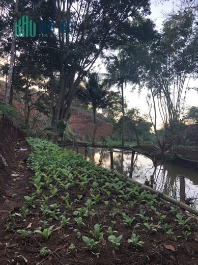 CHÍNH CHỦ BÁN SIÊU PHẨM 1.15HA VIEW NGHỈ DƯỠNG ĐƯỜNG Ô VIỆT 19/5