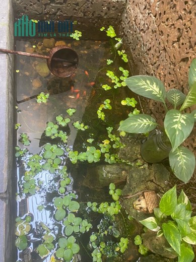 Bán nhà ngay trung tâm sầm uất đường Lê Đức Thọ, Phường 15, quận Gò Vấp 3 ngủ chỉ 7xxx