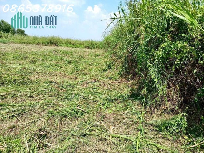 CHÍNH CHỦ BÁN ĐẤT TRỒNG CÂY LÂU NĂM Ở HÓC MÔN - GIÁP QUẬN 12 - TP HỒ CHÍ MINH