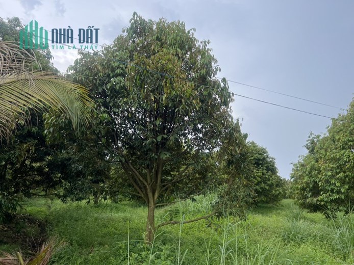 bán gấp miếng vườn sầu riêng 4 năm tuổi mặt tiền dg nhựa sổ riêng