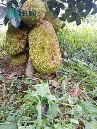 ĐẤT ĐẸP - GIÁ TỐT - Cần Bán Lô Đất Vị Trí Đắc Địa Tại Xã Đạ knàng, Huyện Đam rông, Lâm Đồng