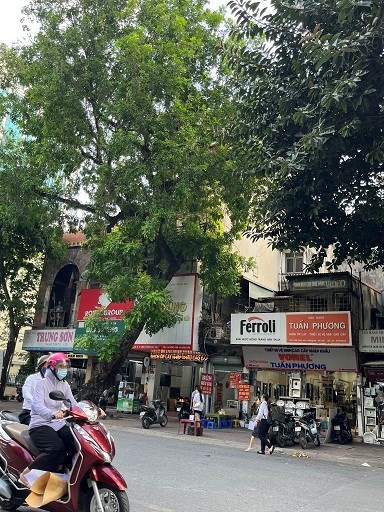 Cần cho thuê 02 nhà liền nhau (MT: 8m - 6 tầng - 200m2/sàn) mặt phố Cát Linh