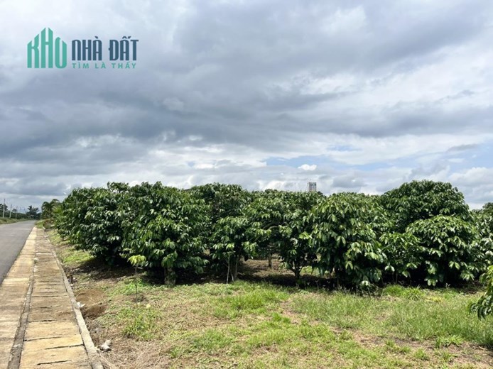 CẦN BÁN GẤP Đất Tại  Phường Lộc Phát-TP Bảo Lộc, Tỉnh Lâm Đồng