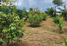 Đất Vườn Cafe - Mặt Tiền Nhiều - Cần Tiện ích, Chợ, Trường Học
