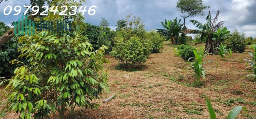 Đất Vườn Cafe - Mặt Tiền Nhiều - Cần Tiện ích, Chợ, Trường Học