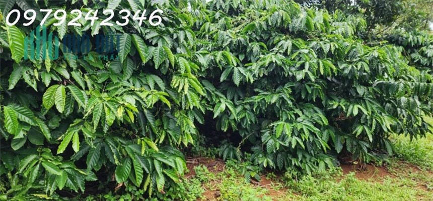 Đất Vườn Cafe - Mặt Tiền Nhiều - Cần Tiện ích, Chợ, Trường Học