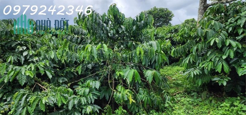 Đất Vườn Cafe - Mặt Tiền Nhiều - Cần Tiện ích, Chợ, Trường Học