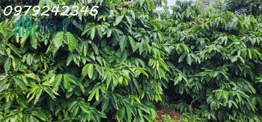 Đất Vườn Cafe - Mặt Tiền Nhiều - Cần Tiện ích, Chợ, Trường Học