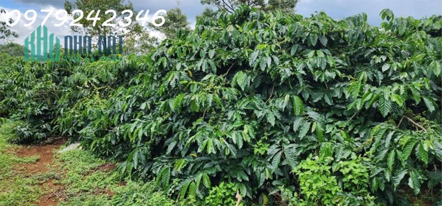 Đất Vườn Cafe - Mặt Tiền Nhiều - Cần Tiện ích, Chợ, Trường Học