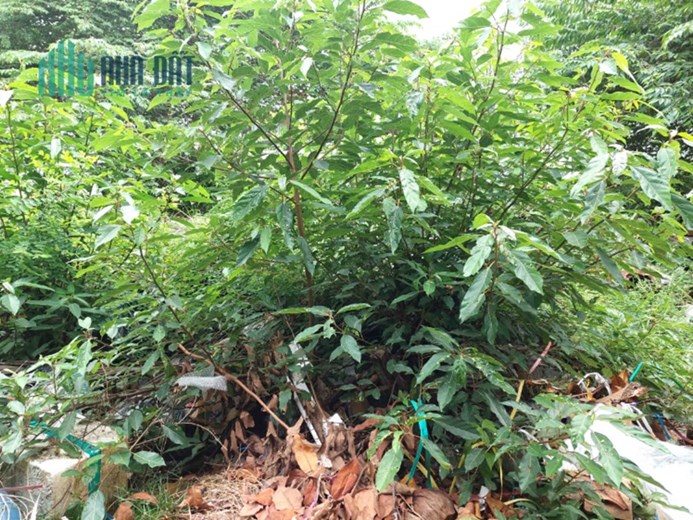 Ngộp Bán Gấp Đất Thổ Cư Gần Tô Ngọc Vân Linh Đông, Thủ Đức, 55m2_4.8x11.5, HXH Chỉ Nhỉnh 3 tỷ Thách