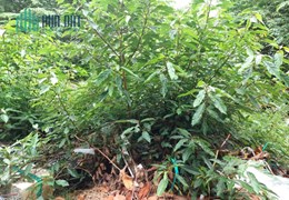Ngộp Bán Gấp Đất Thổ Cư Gần Phạm Văn Đồng, Linh Đông, Thủ Đức, 55m2_4.8x11.5, HXH Chỉ Nhỉnh 3 tỷ