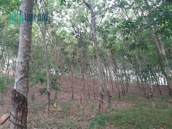 Bán đất Diện tích 15.840m2 xã Túc Trưng, Định Quán, Đồng Nai