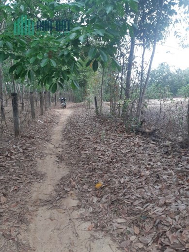 Bán đất Diện tích 15.840m2 xã Túc Trưng, Định Quán, Đồng Nai
