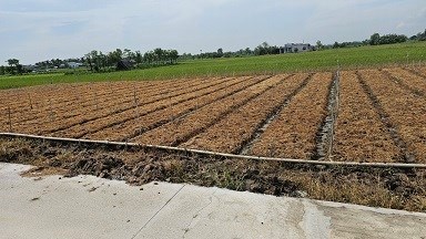 CẦN BÁN ĐẤT Ở ẤP HỘ , XÃ TÂN ĐIỀN , HUYỆN GÒ CÔNG ĐÔNG ,TỈNH TIỀN GIANG