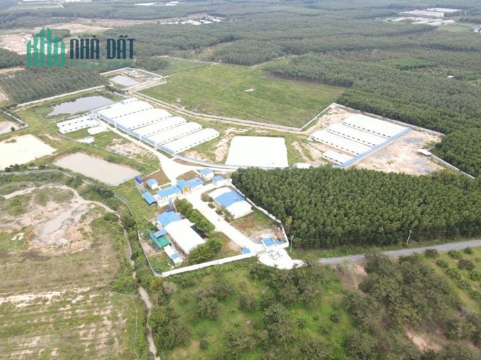 Bán Trang Trại Heo Đang Hoạt Động Ổn Định .