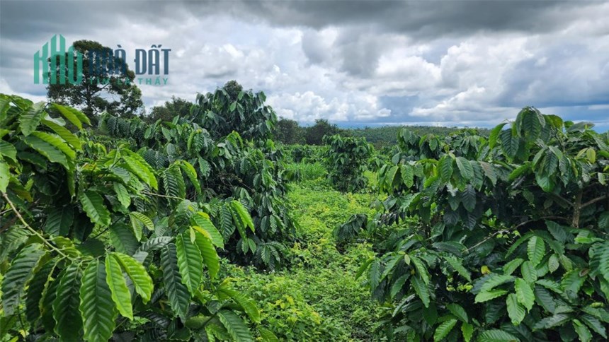 Đất Vườn Cafe - Thế đất Bằng Phẳng Giá Mềm - Tiềm Năng Lớn