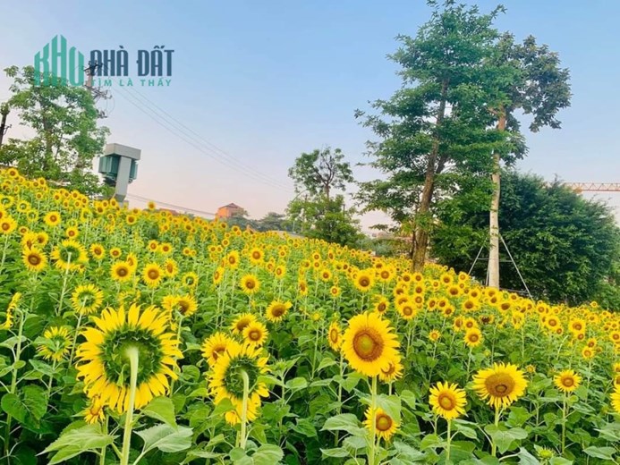 CHÍNH CHỦ BÁN Thương Mại DV Và Lô Đất 2 Mặt Tiền Tại Phường Thọ Sơn, TP Việt Trì - Phú Thọ