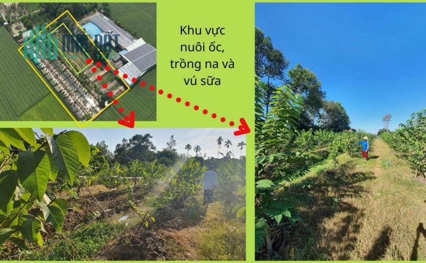 Bán Gấp Trang Trại 14000m2 Kênh Đông Trung Lập Hạ Củ Chi TPHCM