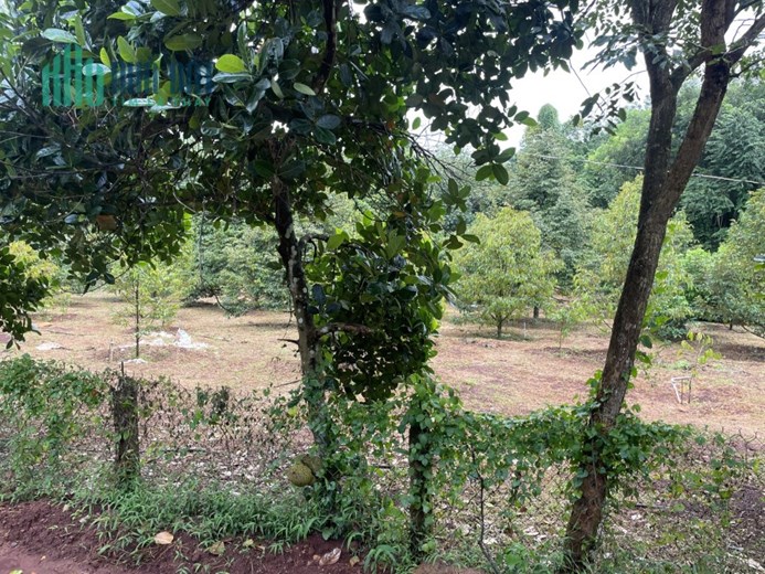 bán gấp lô đất 1000m2 trên hình sổ riêng thổ cư giá 290 triệu