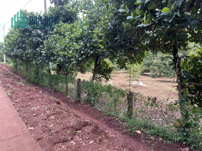 bán gấp lô đất 1000m2 trên hình sổ riêng thổ cư giá 290 triệu
