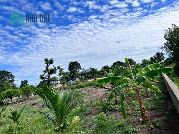 Bán gấp miếng vườn 1000m2 có 100 thổ cư
