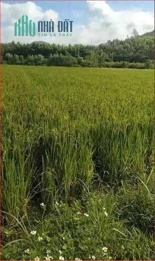 ĐẤT ĐẸP - GIÁ TỐT - Cần Bán 3 Lô Đất Vị Trí Đắc Địa Tại xã Tây Giang, Huyện Tây Sơn, Bình Định