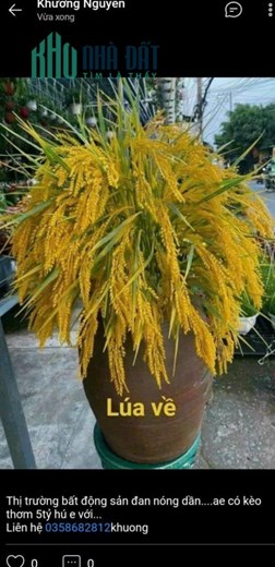 🌻 🌈🌈HOT. HOT HOT.  NHANH TAY KHÁCH ƠI.
✈️. NGÃ TƯ PHẠM VĂN CHIÊU ..QUANG TRUNG.  HXH .50M RA