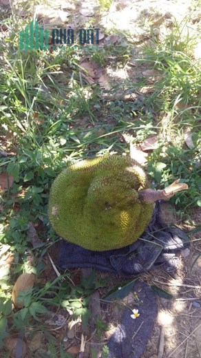 CHÍNH CHỦ CẦN BÁN LÔ ĐẤT ĐẸP TIỀM NĂNG KHU VỰC  QUẢNG NAM
